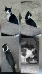 Lost Female Cat last seen Bay Parkway between Kings Hwy and Ave P, Brooklyn, NY 11214