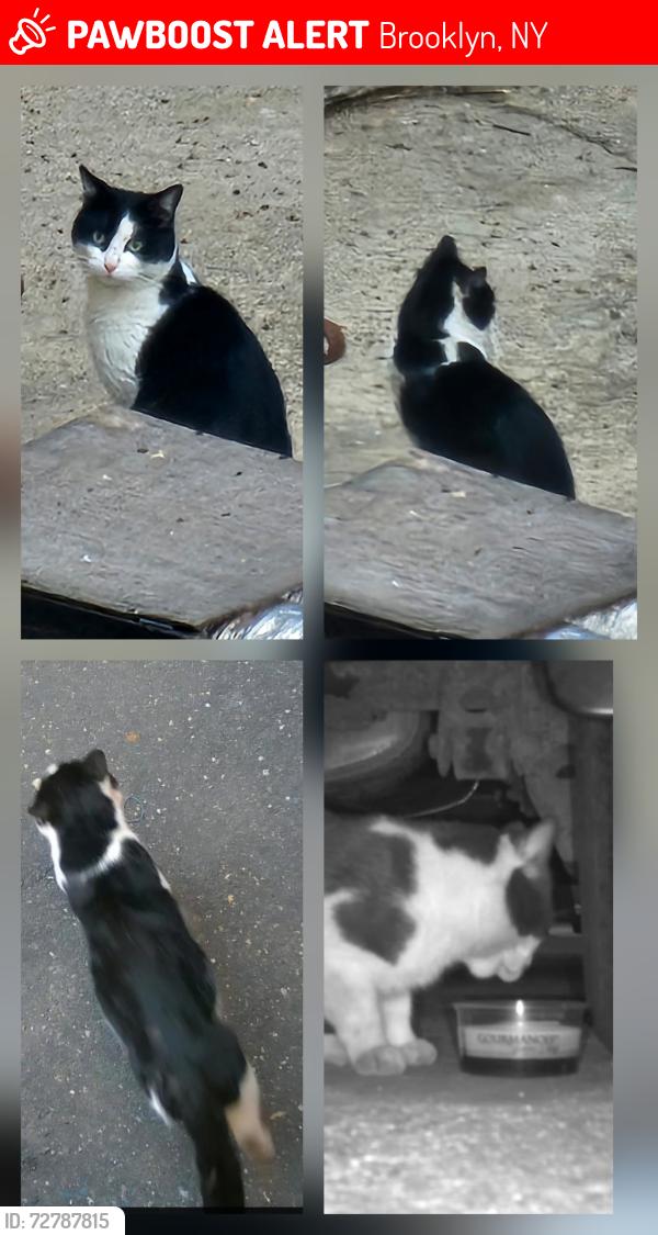 Lost Female Cat last seen Bay Parkway between Kings Hwy and Ave P, Brooklyn, NY 11214
