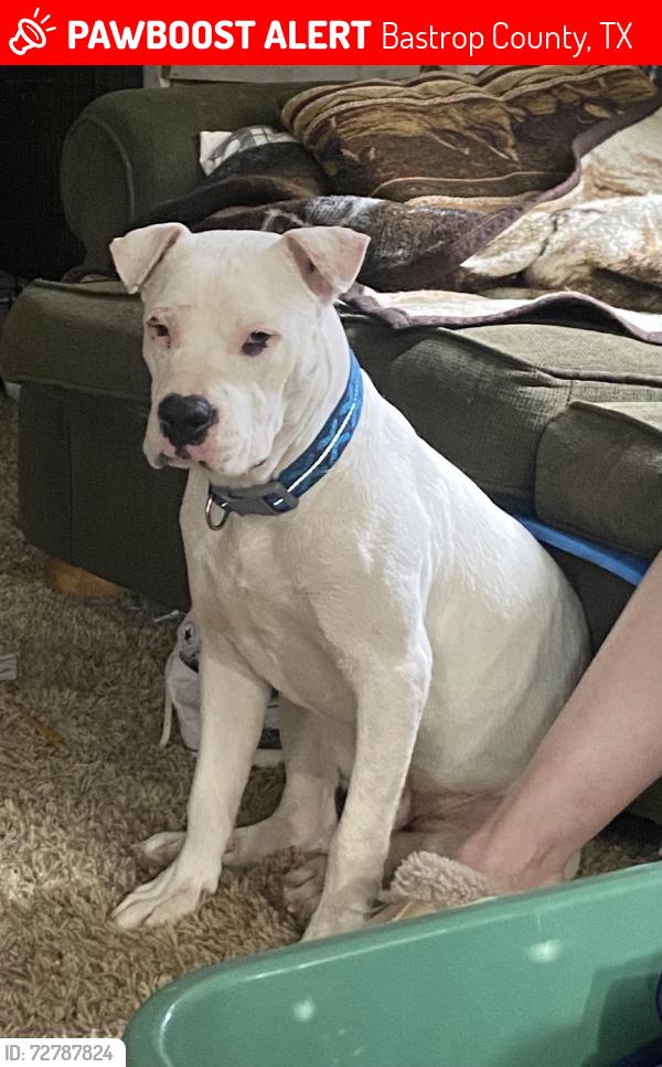 Lost Male Dog last seen Lower Elgin Rd, Bastrop County, TX 78621