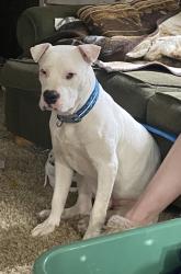 Lost Male Dog last seen Lower Elgin Rd, Bastrop County, TX 78621