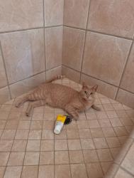 Lost Female Cat last seen Northrop pl 95060, Santa Cruz, CA 95060
