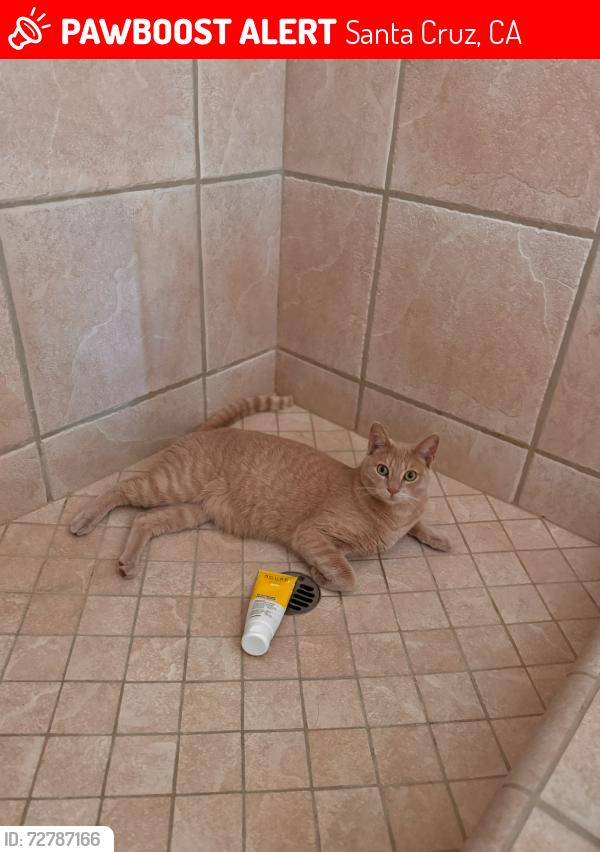 Lost Female Cat last seen Northrop pl 95060, Santa Cruz, CA 95060