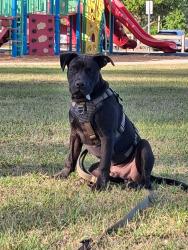 Lost Male Dog last seen Behind publix on landing in college, Lakeside, FL 32065