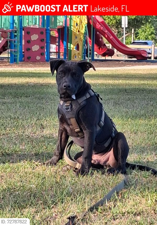 Lost Male Dog last seen Behind publix on landing in college, Lakeside, FL 32065