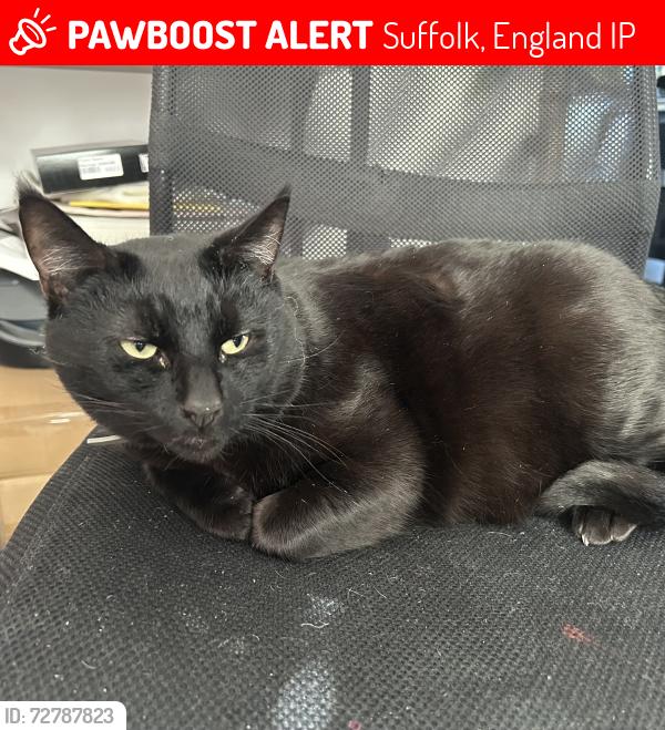 Lost Male Cat last seen Bramford road, Suffolk, England IP1