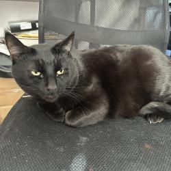 Lost Male Cat last seen Bramford road, Suffolk, England IP1