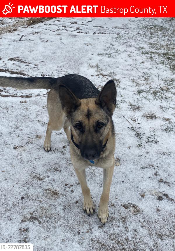 Lost Female Dog last seen Lower Elgin Rd, Bastrop County, TX 78621