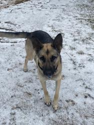 Lost Female Dog last seen Lower Elgin Rd, Bastrop County, TX 78621