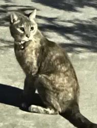 Found/Stray Unknown Cat last seen Elkhorn and Cimmaron, Las Vegas, NV 89131