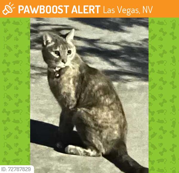 Found/Stray Unknown Cat last seen Elkhorn and Cimmaron, Las Vegas, NV 89131