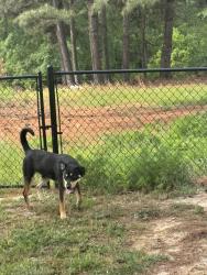 Found/Stray Male Dog last seen In front of the harnett county water towers , Claude White Rd, NC 28326