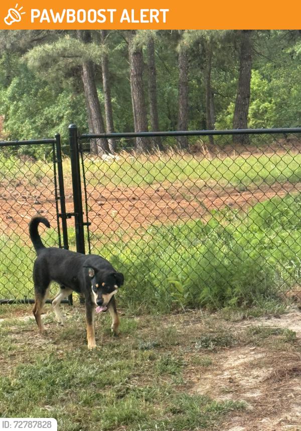 Found/Stray Male Dog last seen In front of the harnett county water towers , Claude White Rd, NC 28326