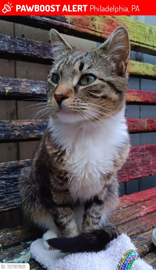 Lost Male Cat last seen E Tioga St & Venango St, Philadelphia, PA 19134