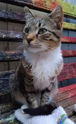 Lost Male Cat last seen E Tioga St & Venango St, Philadelphia, PA 19134