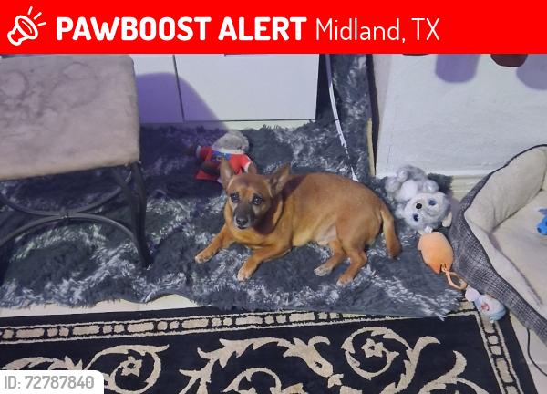 Lost Male Dog last seen Near east county road 65, Midland, TX 79705