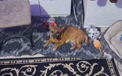 Lost Male Dog last seen Near east county road 65, Midland, TX 79705