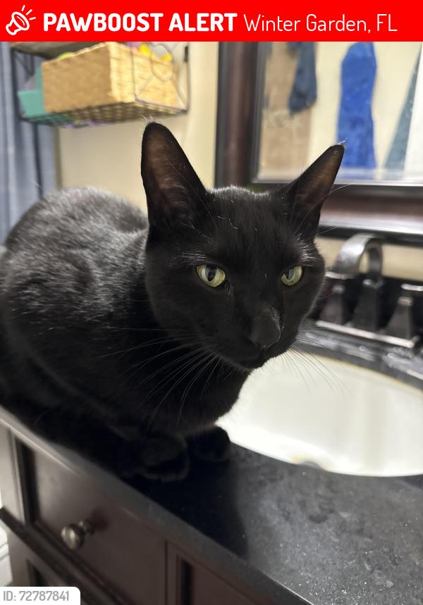 Lost Male Cat last seen Tangelo Twist Aly and Sugar citrus Dr, Winter Garden, FL 34787