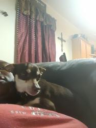 Lost Male Dog last seen Silvermist, Burleson, TX 76028