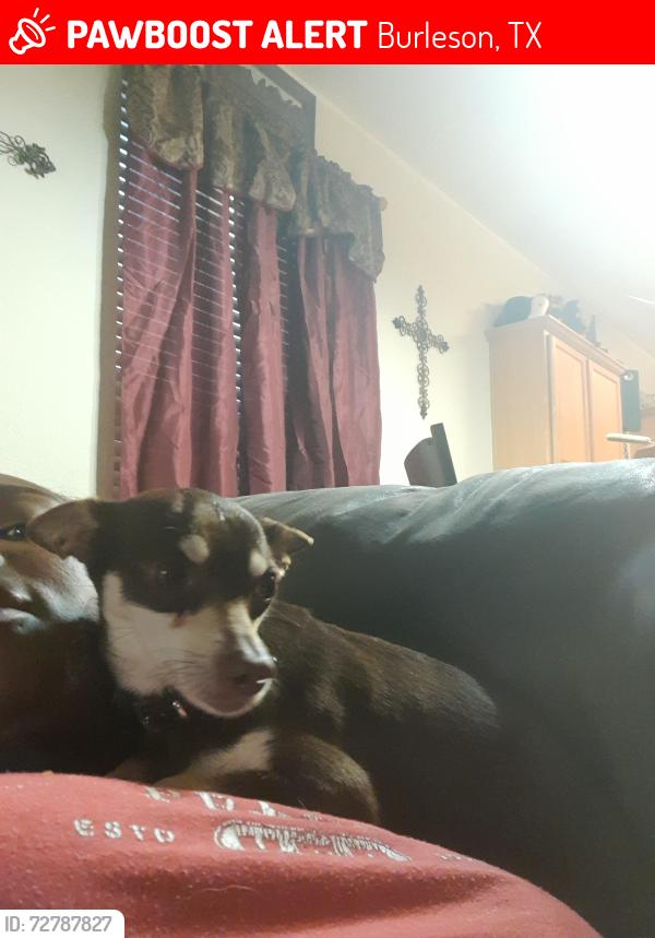 Lost Male Dog last seen Silvermist, Burleson, TX 76028