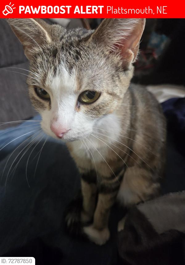 Lost Female Cat last seen Farm, Plattsmouth, NE 68048