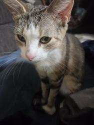 Lost Female Cat last seen Farm, Plattsmouth, NE 68048