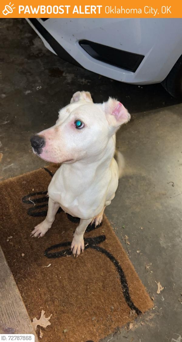 Found/Stray Male Dog last seen Hefner exit, Oklahoma City, OK 73120