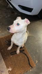 Found/Stray Male Dog last seen Hefner exit, Oklahoma City, OK 73120
