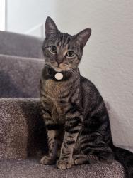 Lost Male Cat last seen Blossom y Santa Teresa, San Jose, CA 95123