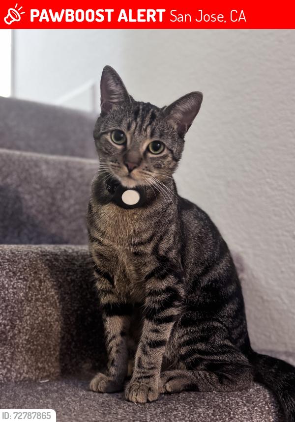 Lost Male Cat last seen Blossom y Santa Teresa, San Jose, CA 95123