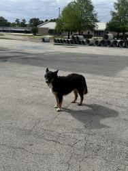 Found/Stray Unknown Dog last seen Near Aldine Mail Route Rd Houston, TX  77039 United States, Houston, TX 77039