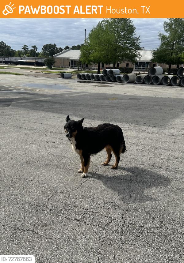 Found/Stray Unknown Dog last seen Near Aldine Mail Route Rd Houston, TX  77039 United States, Houston, TX 77039