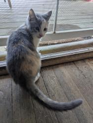 Found/Stray Unknown Cat last seen Fifth Street and Gillette Avenue, Tulsa, OK 74104