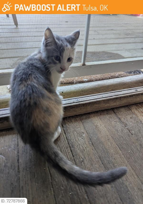 Found/Stray Unknown Cat last seen Fifth Street and Gillette Avenue, Tulsa, OK 74104