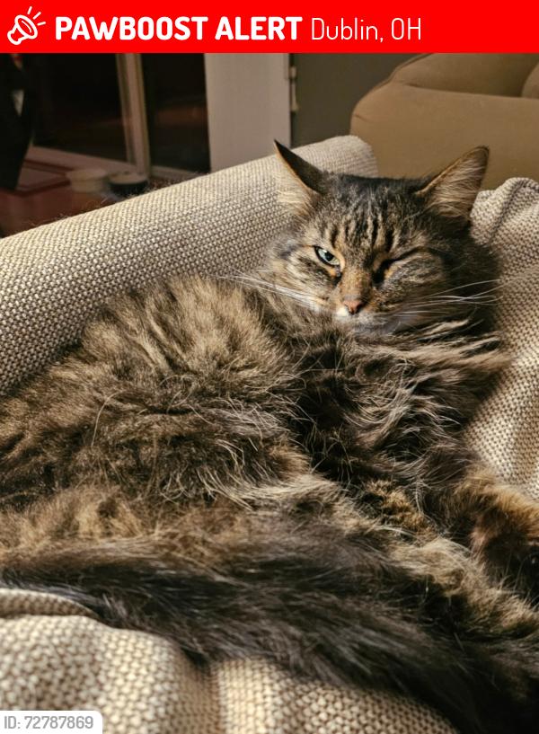 Lost Female Cat last seen Dublin Scioto High School, Dublin, OH 43016