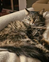 Lost Female Cat last seen Dublin Scioto High School , Dublin, OH 43016
