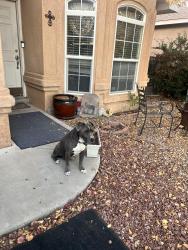 Lost Male Dog last seen Universe and Irving , Albuquerque, NM 87114