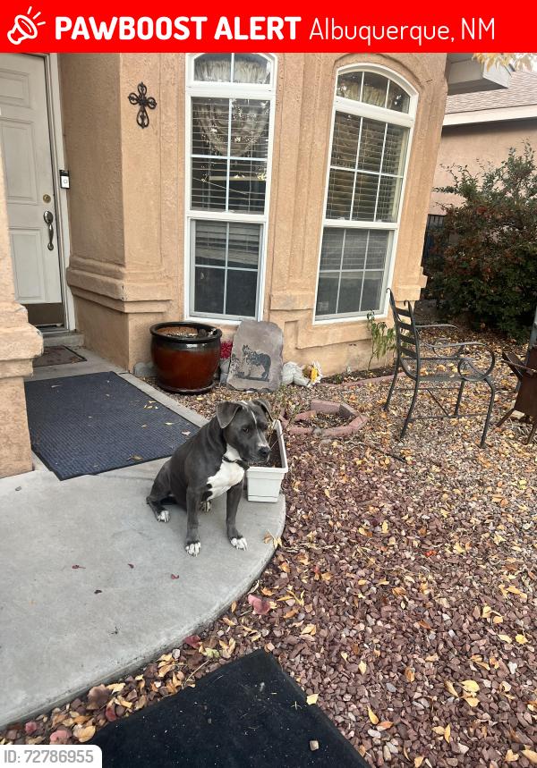 Lost Male Dog last seen Universe and Irving , Albuquerque, NM 87114