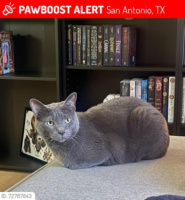 Lost Male Cat last seen 181/1604 South - next to 181 & Kilowatt, across from Snoga Self Storage, San Antonio, TX 78264
