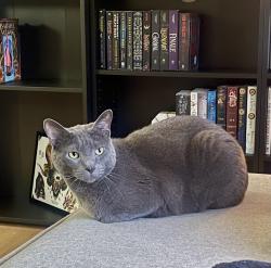 Lost Male Cat last seen 181/1604 South - next to 181 & Kilowatt, across from Snoga Self Storage, San Antonio, TX 78264