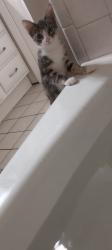 Lost Female Cat last seen Near Mendelwood Drive, North Charleston, SC 29418