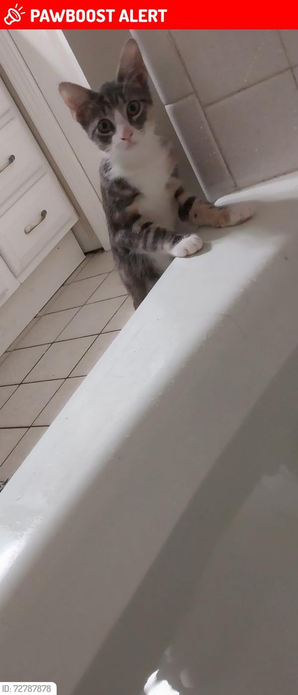 Lost Female Cat last seen Near Mendelwood Drive, North Charleston, SC 29418
