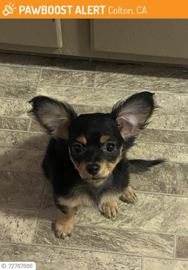 Found/Stray Female Dog last seen I found her!!!! I just don’t know how to post it on the last little thing where I clicked found on my post i wanted to leave it in the same post bitnim posting her now in found so u guys can see., Colton, CA 92324