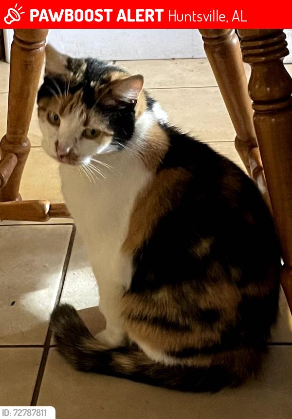 Lost Female Cat last seen Sandhurst park, Huntsville, AL 35803