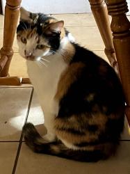 Lost Female Cat last seen Sandhurst park, Huntsville, AL 35803