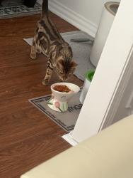 Lost Female Cat last seen Parkwood & Challen Cir S, Mobile, AL 36608