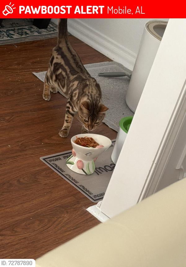 Lost Female Cat last seen Parkwood & Challen Cir S, Mobile, AL 36608