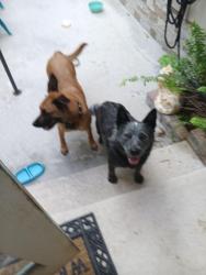 Found/Stray Unknown Dog last seen Oleander, White City, FL 34982