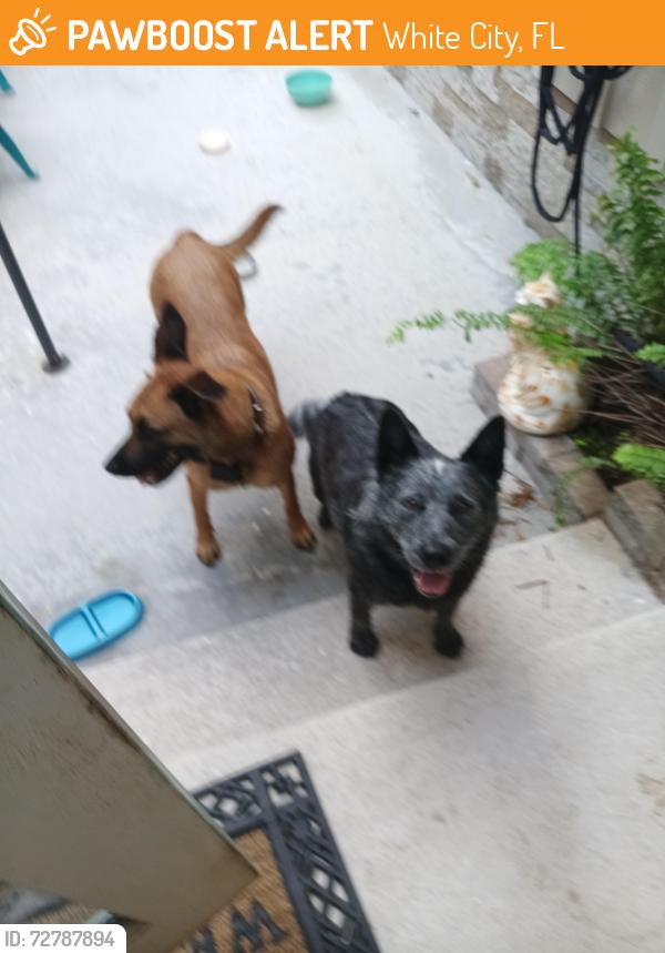Found/Stray Unknown Dog last seen Oleander, White City, FL 34982