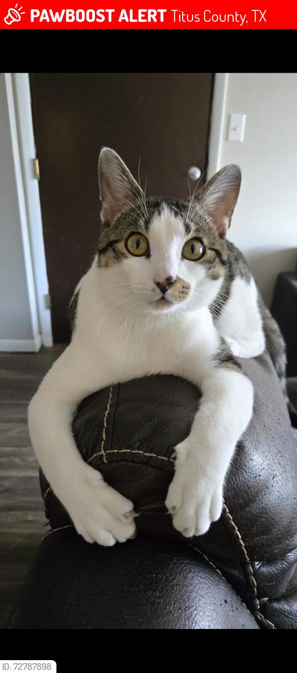 Lost Male Cat last seen Wooded area near 