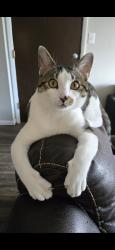 Lost Male Cat last seen Wooded area near 